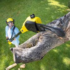 Why Choose Our Tree Removal Services in Dover, NH?