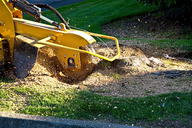 Reliable Dover, NH  Tree Services Solutions